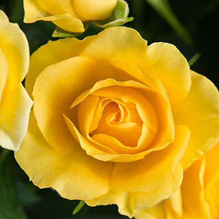 Harkness Rose 'The Brownie'