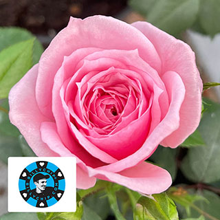 Harkness Rose 'Jennifer Rose Sell'