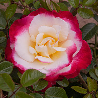 Rose 'Nostalgia'