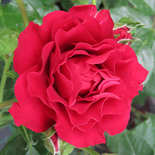 Harkness Rose 'Special Grandad' �