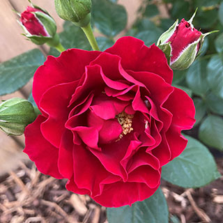 Harkness Roses - Amy's Rose