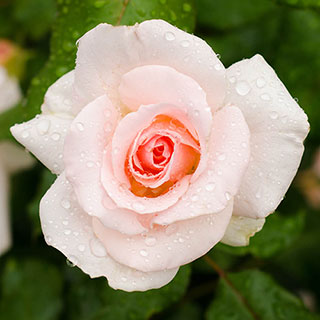 Harkness Rose 'Congratulations' �