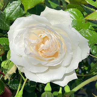 Harkness Rose 'With Love' �