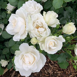 Harkness Rose 'Diana, Princess of Wales'