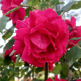 Harkness Rose 'Ruby Wedding Celebration'