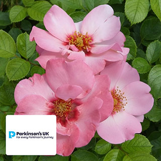 Harkness Rose 'Parkinson's Resilience'