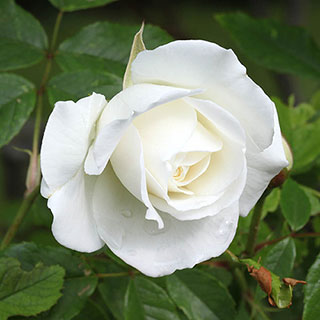 Harkness Rose 'Snowcap'