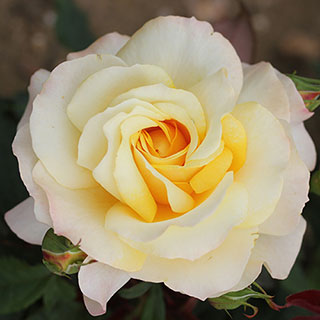 Rose of the Year 2016 'Sunny Sky'