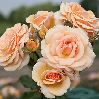 Rose 'Sweet Honey'
