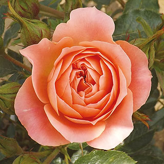 Harkness Rose 'Sweet Wonder'