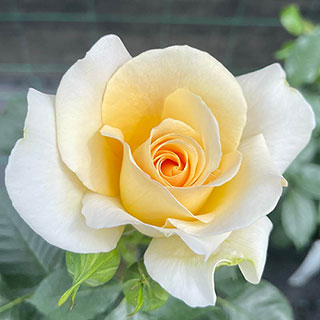 Harkness Rose 'At Peace' �