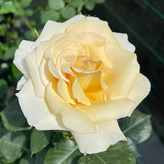 Harkness Rose 'Best Teacher Ever'