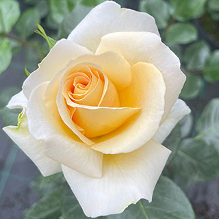 Harkness Rose 'John Ystumllyn' �