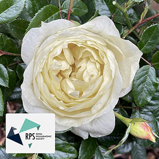 Harkness Rose 'The Royal Philharmonic Orchestra'