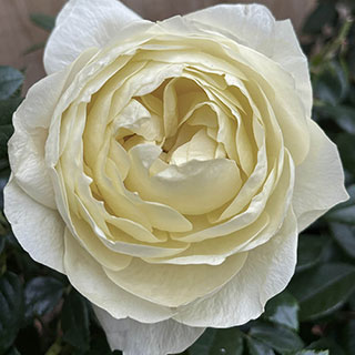 Harkness Rose 'True Love'