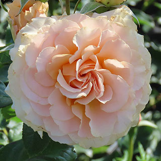 Harkness Rose 'York Minster'