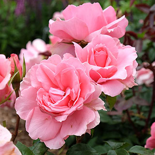 Rose 'You're Beautiful'