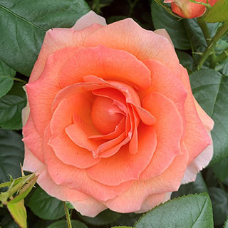 Harkness 'Fab at 80' � Birthday Rose