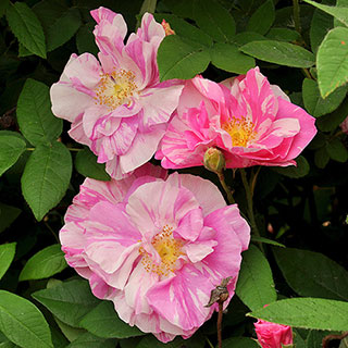 Rose 'Rosa Mundi'