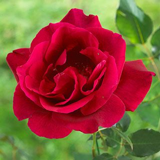 Rose 'Guin�e'