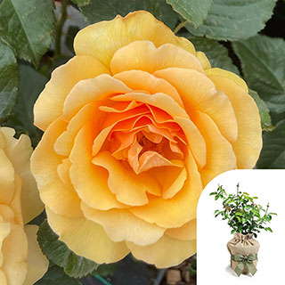Gift Wrapped Harkness Rose 'Unconditional Love'