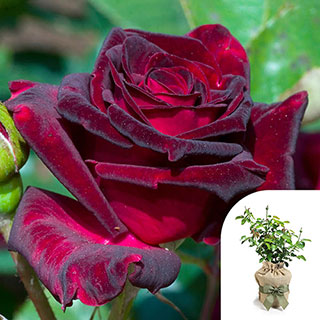 Rose 'Black Baccara'