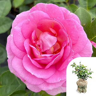 Gift Wrapped Harkness Rose 'Special Mum' �