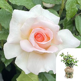 Gift Wrapped Harkness Rose 'Platinum 70th Wedding' �