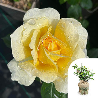 Gift Wrapped Harkness Rose 'St Rita'