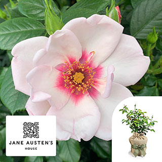 Gift Wrapped Harkness Rose 'Chawton Cottage' �