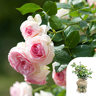 Gift Wrapped Rose 'Eden'