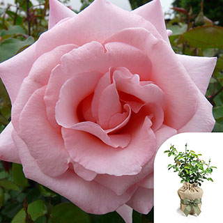 Gift Wrapped Harkness Climbing Rose 'High Hopes' �