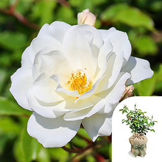 Gift Wrapped Rose 'Climbing Iceberg'