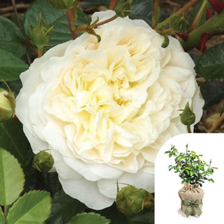 Gift Wrapped Harkness Climbing Rose 'Perpetually Yours'