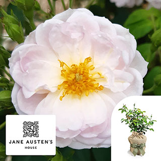 Gift Wrapped Harkness Rose 'Sense and Sensibility' �