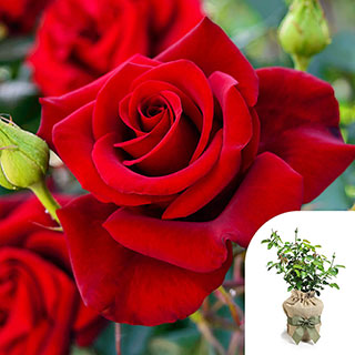 Gift Wrapped Harkness Rose 'The Prince's Trust'