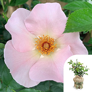 Gift Wrapped Harkness Rose 'Simple Life' � Climbing