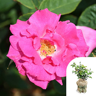 Gift Wrapped Climbing Rose 'Zephirine Drouhin'