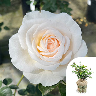 Gift Wrapped Harkness Rose 'Cream Abundance'