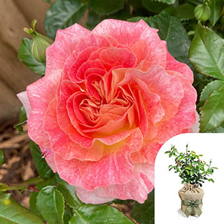 Harkness Roses - Gift Wrapped Pamela's Rose