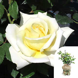 Gift Wrapped Harkness Rose 'The Happy Couple'