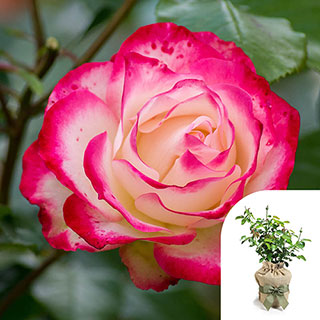 Gift Wrapped Harkness Rose 'Double Delight'