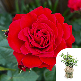 Gift Wrapped Harkness Rose 'Faithful'