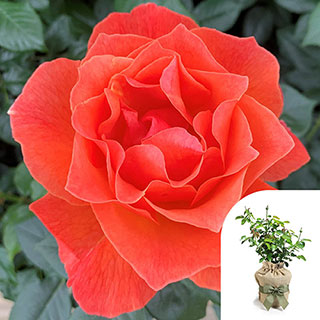 Gift Wrapped Harkness Rose 'Fellowship' �