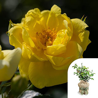 Gift Wrapped Rose 'Flower Carpet Gold'
