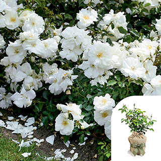 Gift Wrapped Rose 'Flower Carpet White'