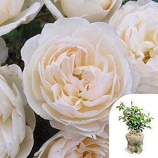 Gift Wrapped Harkness Rose 'Guardian Angel'