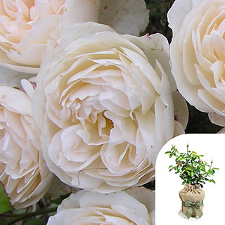 Gift Wrapped Harkness Rose 'Home Sweet Home'