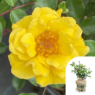Gift Wrapped Harkness Rose 'Golden Patio'