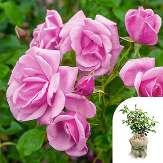 Gift Wrapped Harkness Rose 'Graciously Pink'